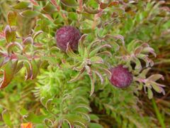 Leucadendron radiatum