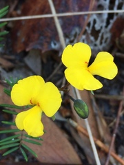 Gompholobium pinnatum