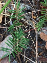 Gompholobium pinnatum