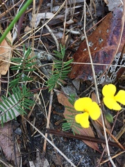 Gompholobium pinnatum