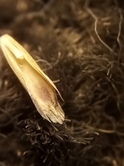 Glyceria notata