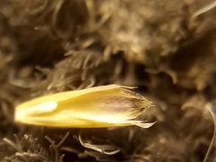 Glyceria notata