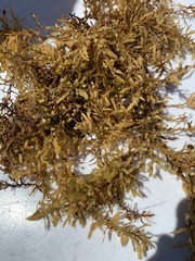 Sargassum natans