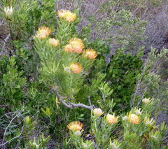 Leucospermum erubescens
