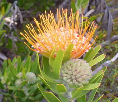 Leucospermum erubescens