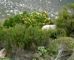 Leucospermum erubescens