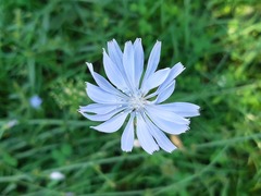 Cichorium intybus