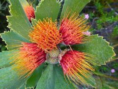 Leucospermum mundii