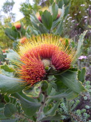 Leucospermum mundii