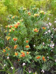 Leucospermum mundii