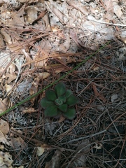 Echeveria nodulosa