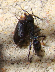 Bothroponera pumicosa