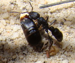 Bothroponera pumicosa