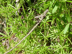 Zoniagrion exclamationis