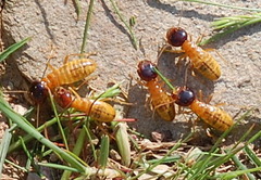 Microhodotermes viator