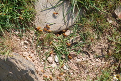 Microhodotermes viator