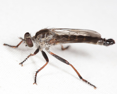 Neomochtherus piceus