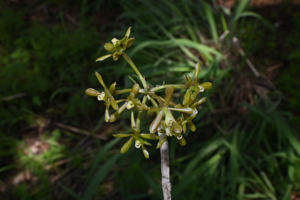 Epidendrum rosilloi