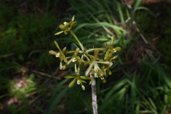Epidendrum rosilloi