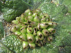Arctopus dregei
