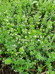 Galium humifusum