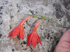 Gladiolus priorii