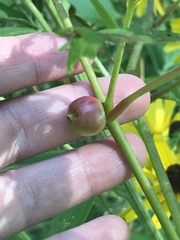 Ampelomyia vitispomum