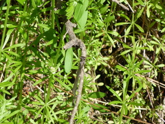 Zoniagrion exclamationis