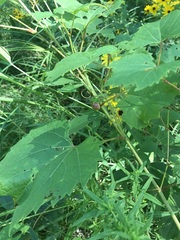 Ampelomyia vitispomum