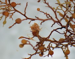 Leander tenuicornis