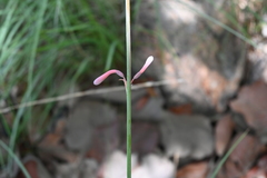 Polianthes zapopanensis