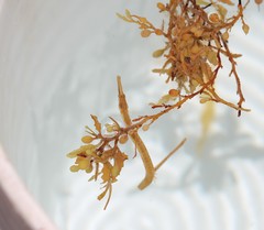 Sargassum Pipefish photo 4