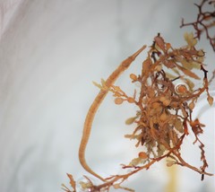 Sargassum Pipefish photo 3