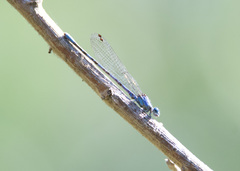Argia