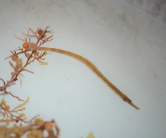Sargassum Pipefish photo 2