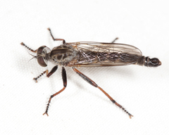 Neomochtherus piceus