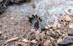 Kukulcania hibernalis