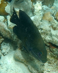 Hemiglyphidodon plagiometopon