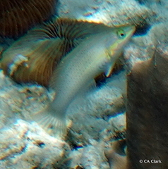 Halichoeres chloropterus