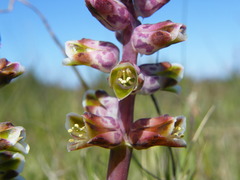 Lachenalia variegata