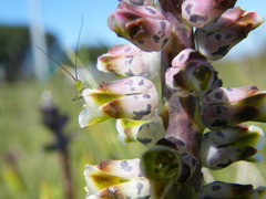 Lachenalia variegata