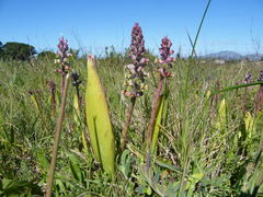 Lachenalia variegata