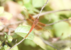 Libellula saturata