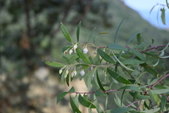 Vaccinium stenophyllum