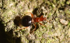 Loricula elegantula