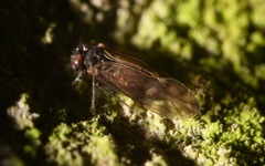 Peripsocus milleri