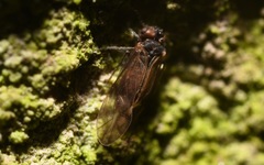 Peripsocus milleri
