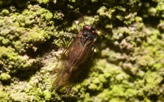 Peripsocus milleri
