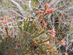 Stylapterus fruticulosus