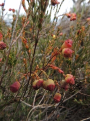 Stylapterus fruticulosus